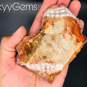 Petrified Wood Slice, Agatized Wood, Petrified Wood Stone, Petrified Wood Slab, Mineral Specimen, Fossilized Wood (3)