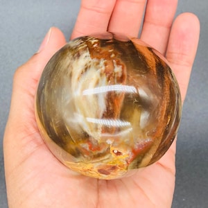 化石化した木、化石化した木、水晶玉、化石化した木球（W3）