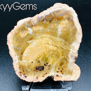 Petrified Wood Slice, Agatized Wood, Petrified Wood Stone, Petrified Wood Slab, Mineral Specimen, Fossilized Wood (8)