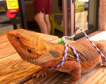 May include: A close-up of a bright orange bearded dragon lizard wearing a colorful leash. The lizard is sitting on a wooden surface.