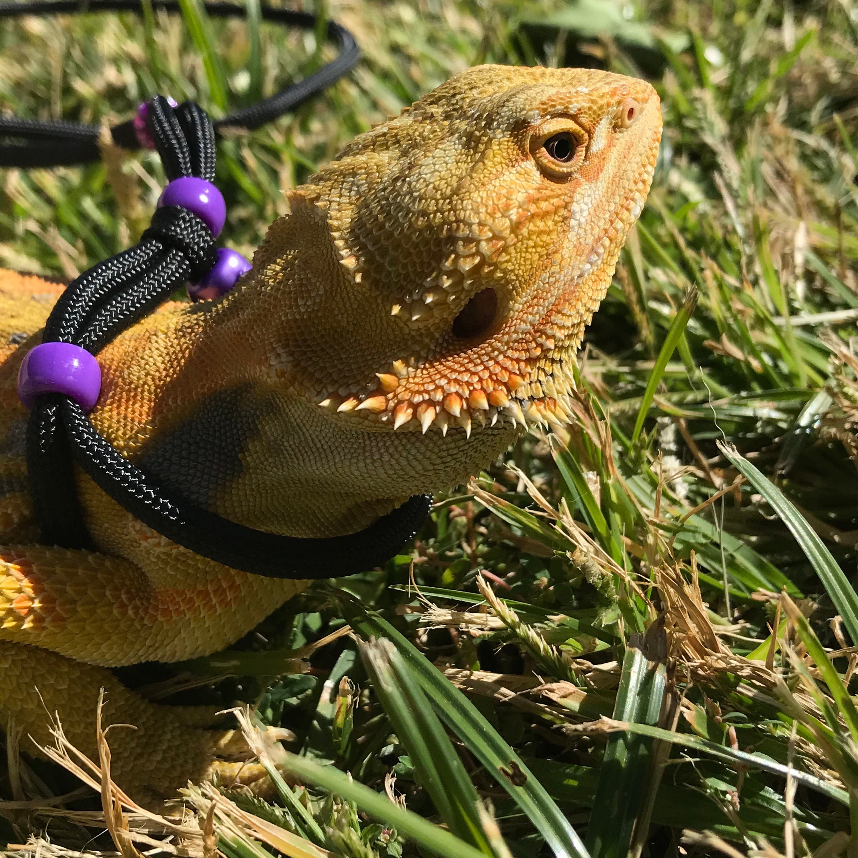 Paracord bearded dragon leash 2025