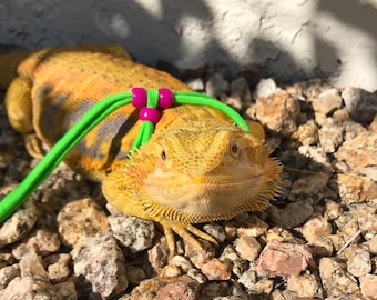 May include: A yellow bearded dragon lizard wearing a green and purple leash. The lizard is sitting on a bed of small rocks.