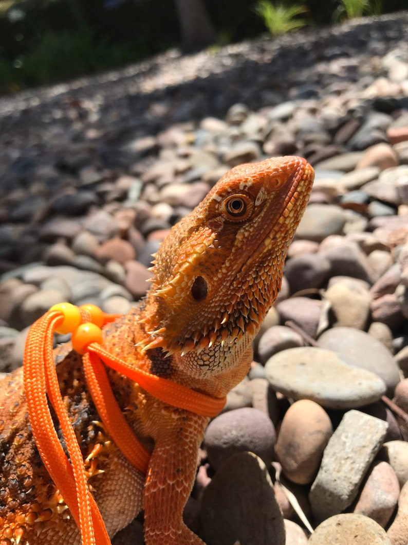 Sparti Party Small Pet Leash Orange image 2