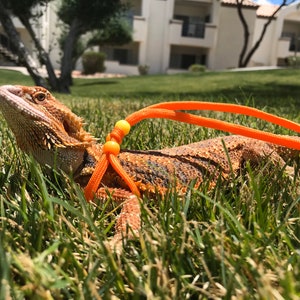 May include: An orange lizard with a bright orange leash on a green grassy lawn.