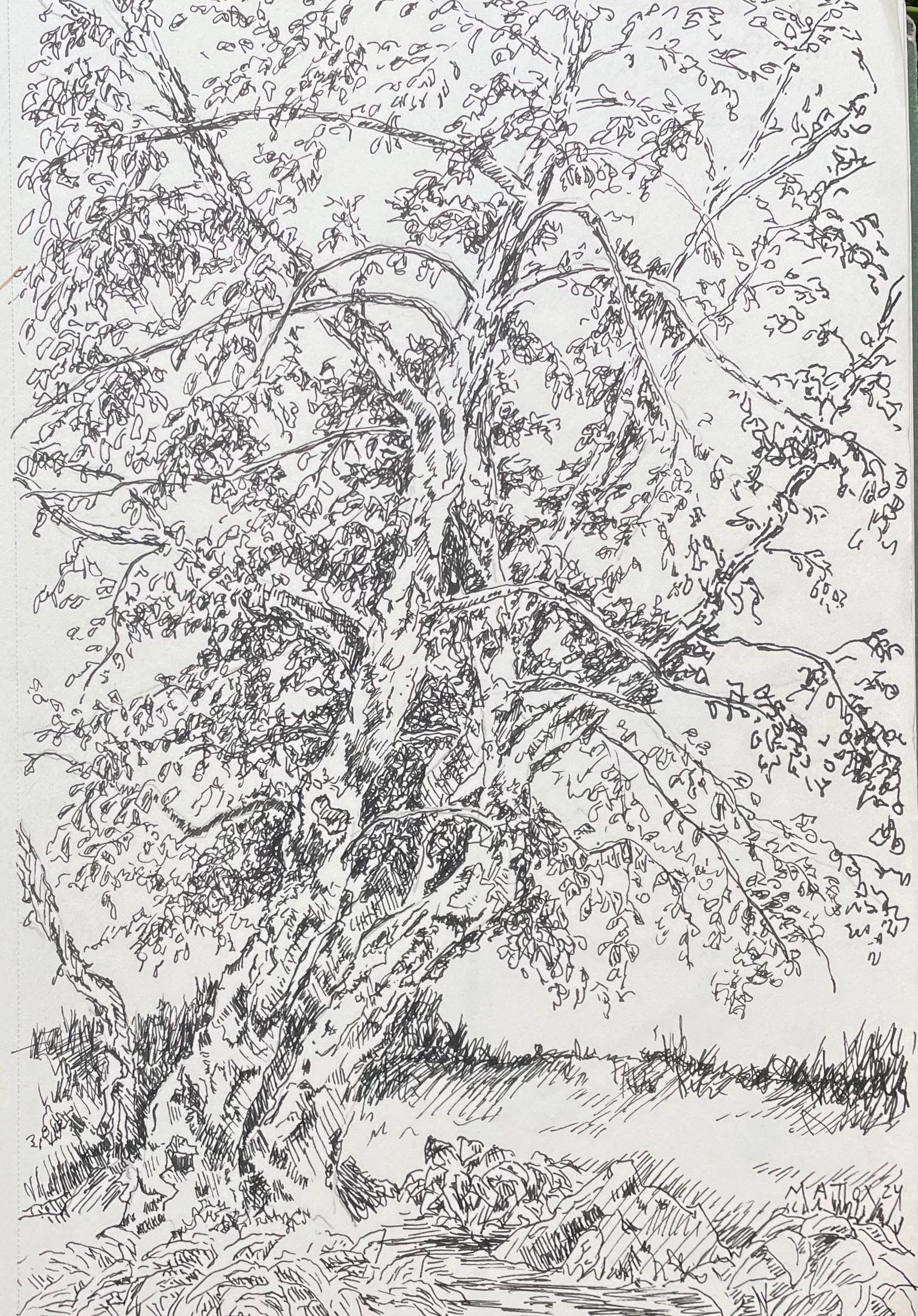 River Birch. Original Pen & Ink Drawing of a Rural Indiana Landscape ...
