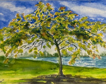 Original watercolor painting of A Royal Poinciana tree. One of a kind, hand painted on heavy duty watercolor paper. Not a reproduction