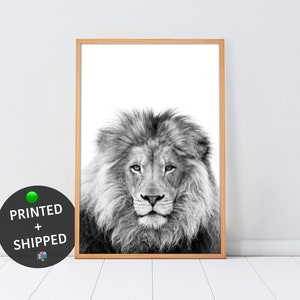 Lion Print. MAILED Black and White Lion Poster. PRINTED & SHIPPED Lion Photo. Nursery Wall Art.
