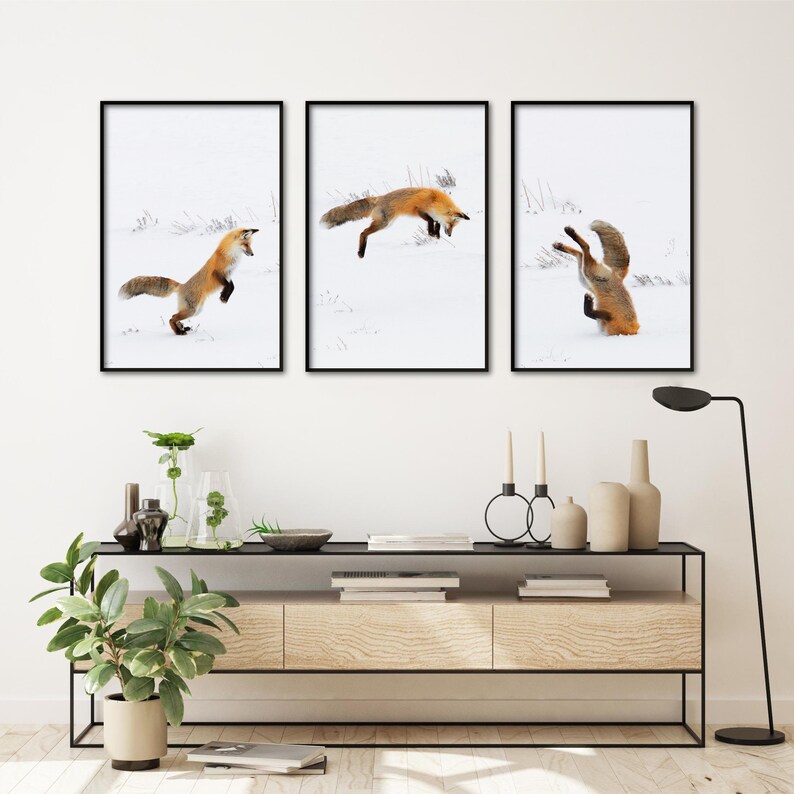 May include: Three framed photographs of red foxes in a snowy landscape. The foxes are in different poses, one is jumping, one is standing on its hind legs, and one is lying down.