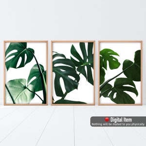 Monstera Blätter Set mit 3 Drucken - Botanische Zimmerwand Dekoration - Haus Wand Blätter Kunst Dekor - Großes grünes Blatt dekoratives Poster - Geschenkideen.