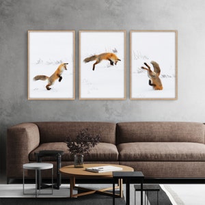 May include: Three framed photographs of a red fox jumping in the snow. The fox is in different poses in each photo.