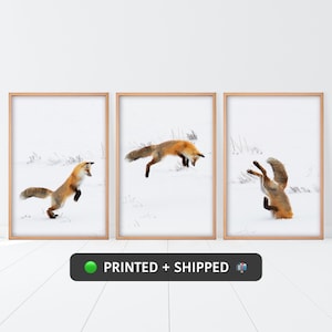 Red Fox Print Set of 3, Jumping Fox MAILED Poster, PRINTED & SHIPPED 3 Pieces Animal Decor, Fox in Snow Photo, Set of 3 Prints, Nursery Set.