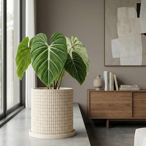May include: A houseplant with large, heart-shaped green leaves in a beige grid-patterned pot with a matching saucer. The pot sits on a concrete windowsill. The background includes a window, artwork, and wooden furniture.