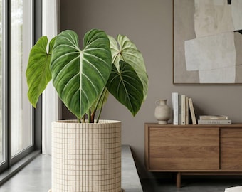 Beige Stack Design Planter Pot with Drainage & Water Plate