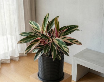 Charcoal Black Stack Design Planter Pot with Drainage & Water Plate