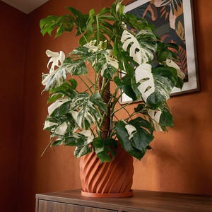 Terracotta Orange Opal Design Planter Pot with Drainage & Water Plate