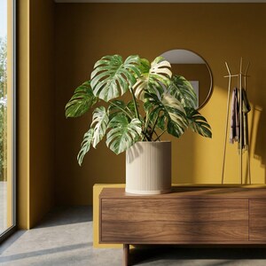 May include: A large potted Monstera plant with variegated green and white leaves sits on a dark wood cabinet. The plant is in a cream-coloured, ribbed planter. The room has mustard-yellow walls and a gold-toned mirror and coat rack.