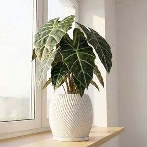 Snow White Ripple Design Planter Pot with Drainage & Water Plate