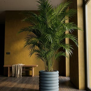 Peut inclure: Un grand palmier vert dans un pot cylindrique bleu-gris. Le pot a un design côtelé. La plante est dans une pièce avec un banc en bois et un mur de couleur moutarde. Le sol est en bois foncé.