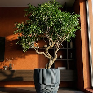 May include: A large tree with green leaves and a light brown trunk, planted in a blue-grey, patterned pot. The pot has a distinctive wavy, vertical-line design. The scene is set indoors against an orange wall, with dark wood furniture visible in the background.