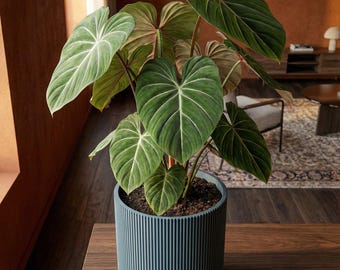 BlueSteel Ray Design Planter Pot with Drainage & Water Plate