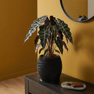 Charcoal Black Ripple Design Planter Pot with Drainage & Water Plate
