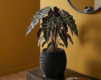 Charcoal Black Ripple Design Planter Pot with Drainage & Water Plate