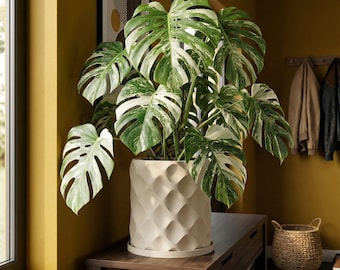 Beige Scoop Design Planter Pot with Drainage & Water Plate