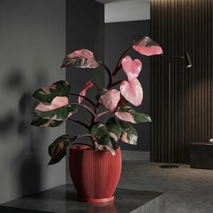 Lava Red Coconut Design Planter Pot with Drainage & Water Plate