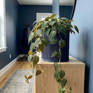 Deep Ocean Blue Ray Design Planter Pot with Drainage & Water Plate