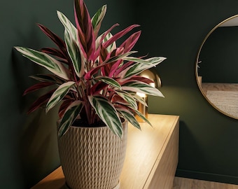 Beige Vine Design Planter Pot with Drainage & Water Plate