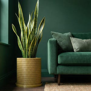 May include: A tall snake plant with yellow-edged green leaves in a mustard-colored, grid-patterned planter. The planter sits on a matching saucer. A green velvet sofa with two throw pillows is in the background, creating a cozy, indoor aesthetic.