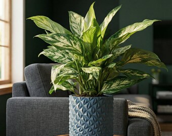 BlueSteel Knurl Design Planter Pot with Drainage & Water Plate