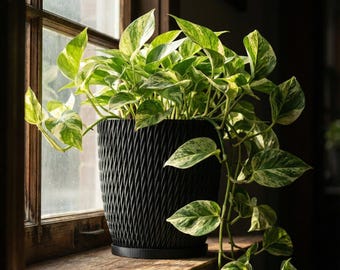 Charcoal Black Vine Design Planter Pot with Drainage & Water Plate