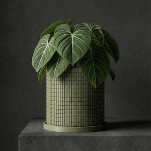 May include: A green ceramic plant pot with a grid design contains a thriving green plant with large, heart-shaped leaves. The pot sits on a matching saucer, set against a dark grey background. The plant's leaves have striking white veins.