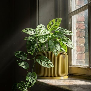 Pear Green Nest Design Planter Pot with Drainage & Water Plate