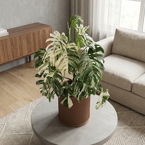 Nut Brown Ray Design Planter Pot with Drainage & Water Plate