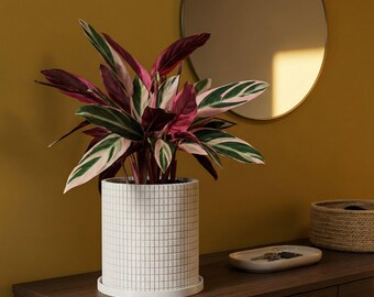 Snow White Stack Design Planter Pot with Drainage & Water Plate