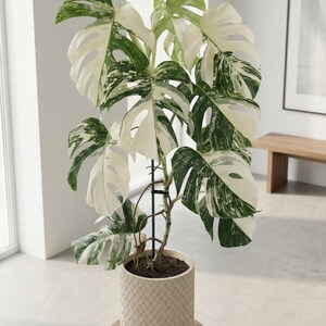 May include: A variegated Monstera plant with large, split leaves in shades of green and white. The plant is potted in a woven cream-coloured planter, set on a wooden stand. The plant is supported by a black metal frame.
