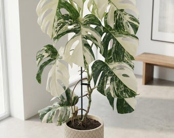 Beige Weave Design Planter Pot with Drainage & Water Plate