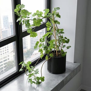 Charcoal Black Ray Design Planter Pot with Drainage & Water Plate