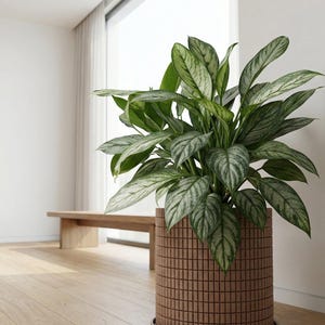 May include: A large potted plant with broad, green and silver-veined leaves. The plant is in a brown, cylindrical planter with a textured, tile-like design. The planter sits on a matching saucer. A wooden bench is in the background.