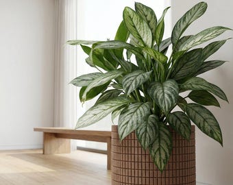 Nut Brown Stack Design Planter Pot with Drainage & Water Plate