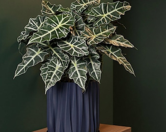 Deep Ocean Blue Kurtain Design Planter Pot with Drainage & Water Plate