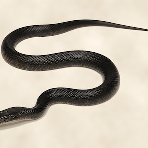 May include: A solid black snake with a slender, elongated body and a textured, scaled surface. The snake is positioned in a gentle S-curve, with its head facing toward the lower left corner, showcasing a smooth, dark appearance throughout.