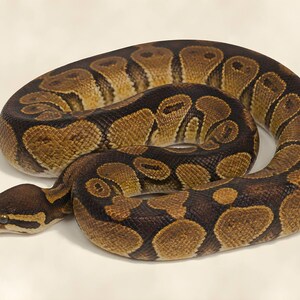 Ball Python Printable Wall Art, Vintage Animal Print, Snake Decor, Instant Download