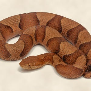 May include: A coiled snake figurine featuring a textured surface with a pattern of alternating light tan and dark reddish-brown hourglass-shaped bands. The snake has a triangular head, visible eyes, and a smooth, rounded body shape in a resting position.
