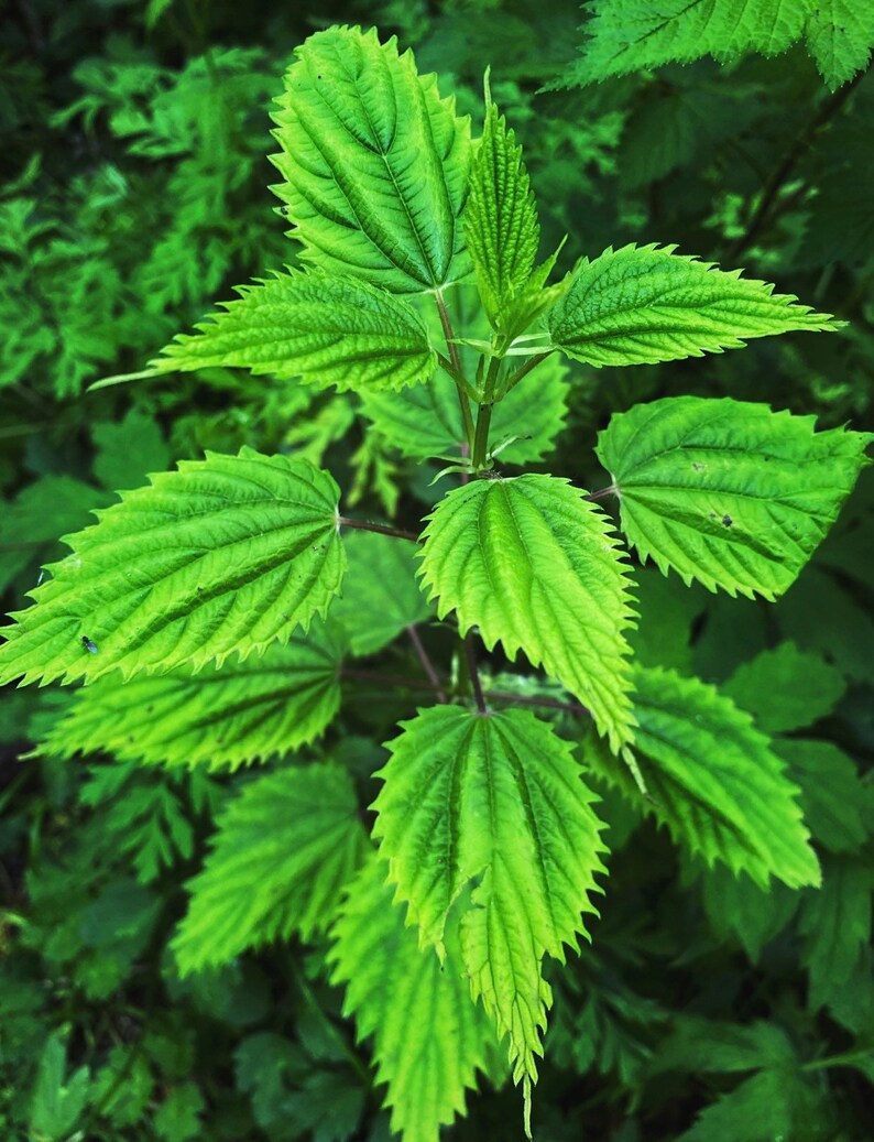 STINGING NETTLE LEAF Tincture // Fresh & Wildcrafted Etsy