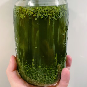 May include: A glass jar filled with a green liquid and green plant matter. The jar is being held by a hand.
