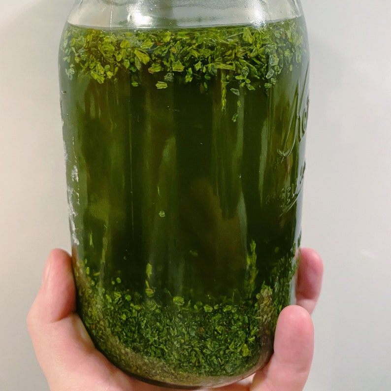 May include: A glass jar filled with a green liquid and green plant matter. The jar is being held by a hand.