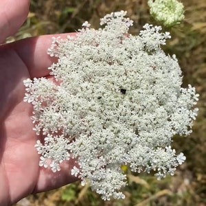 May include: A close-up of a white Queen Anne's Lace flower, a type of wildflower, with delicate, lacy petals.
